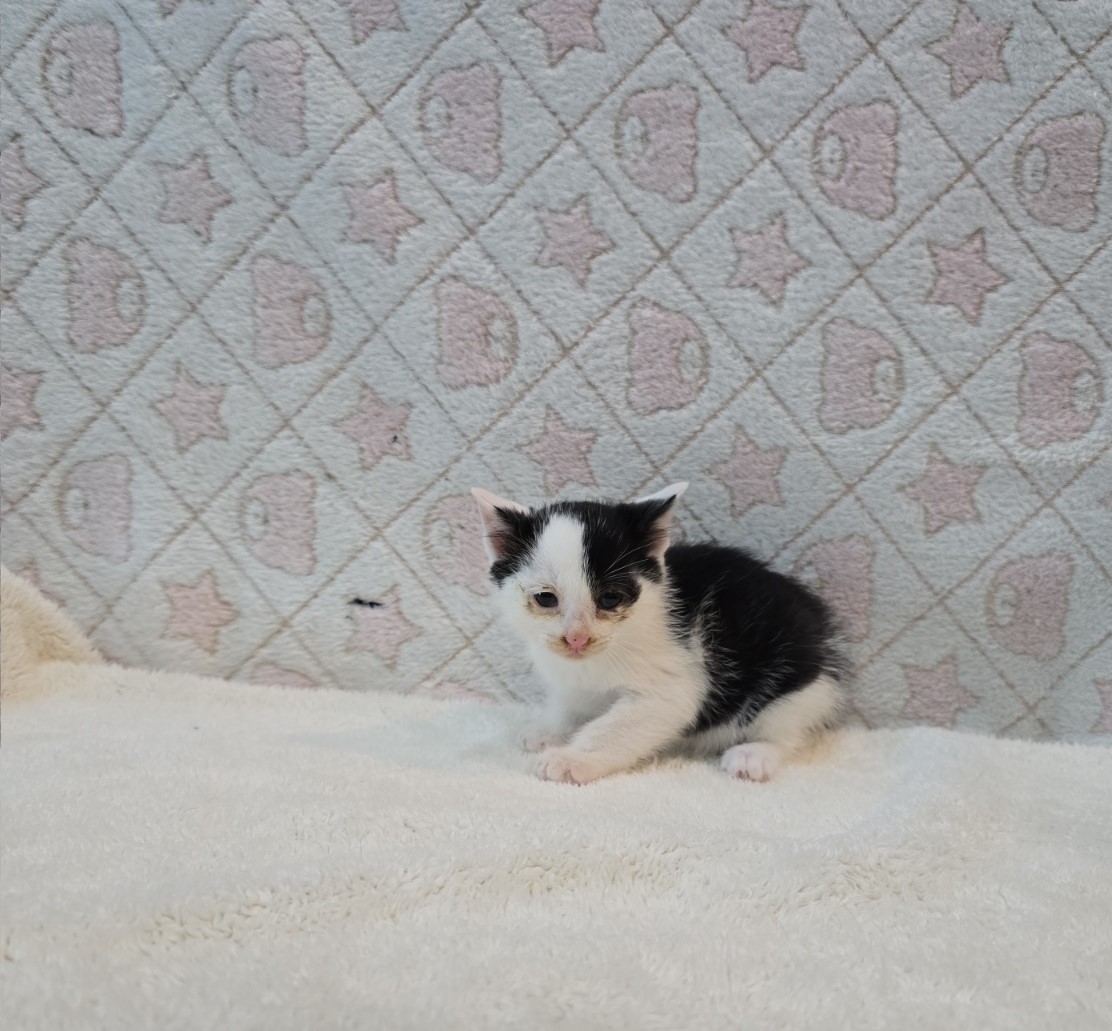 군산유기동물보호센터_445467202500740